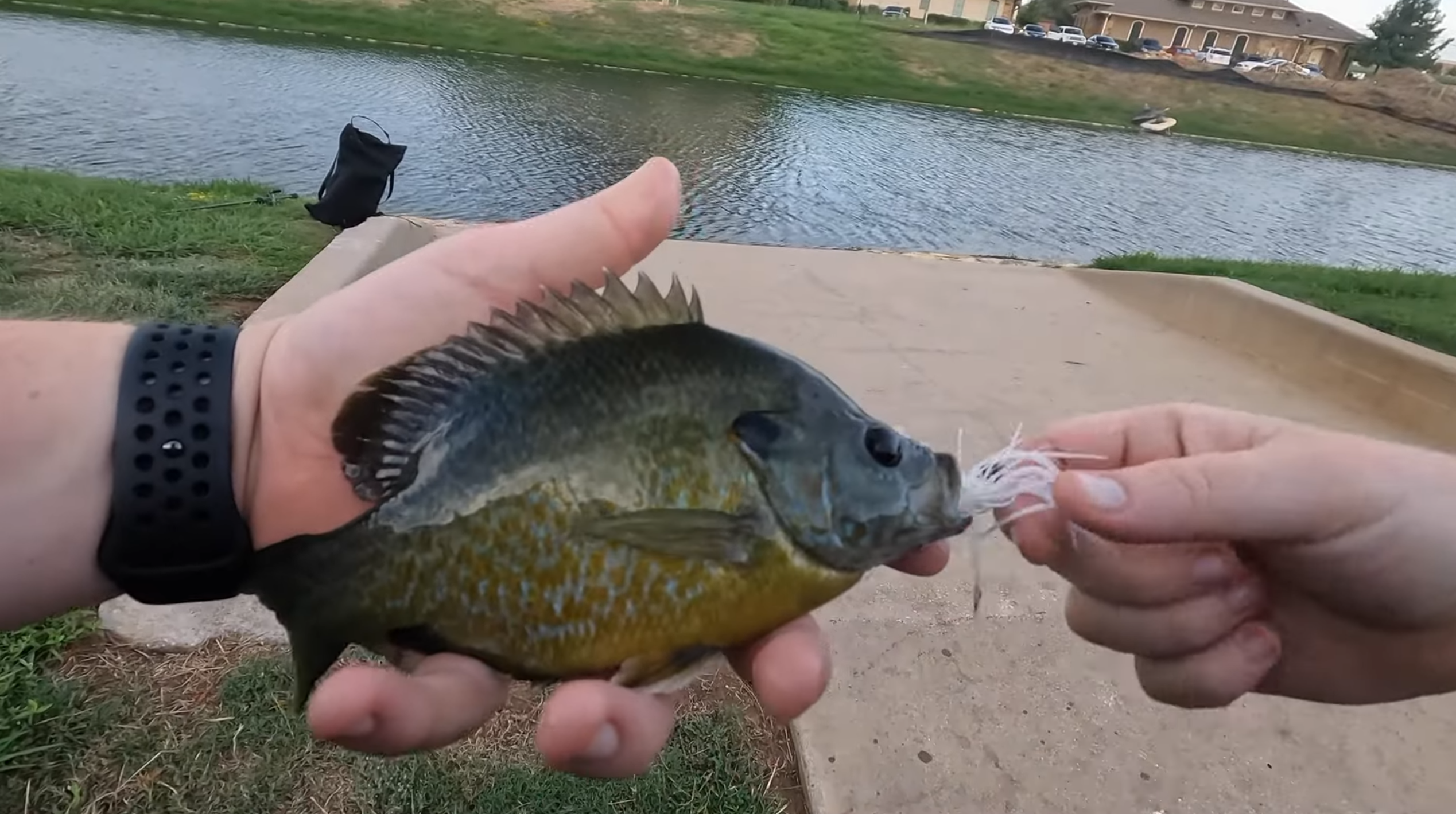 Bass fishing in urban canals with BFS tackle