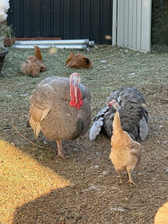 Non-profit homestead serves Las Vegas veterans through connection with ...