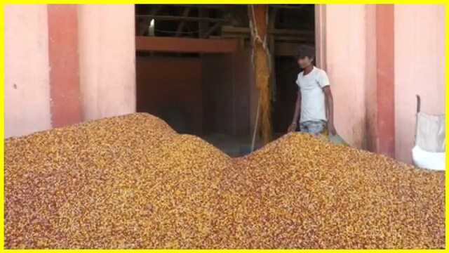 Kalaburagis Tuvar Dal Gains Global Recognition Following PM Modis Mention