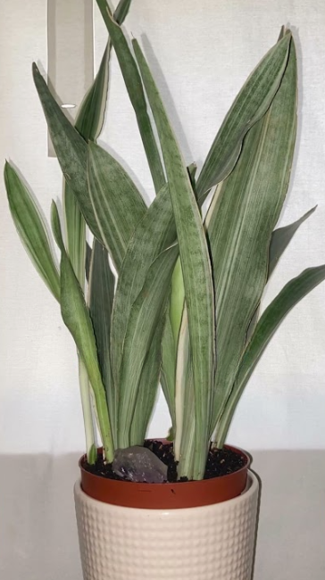 Variegated snake plants that bring sophisticated style to interiors