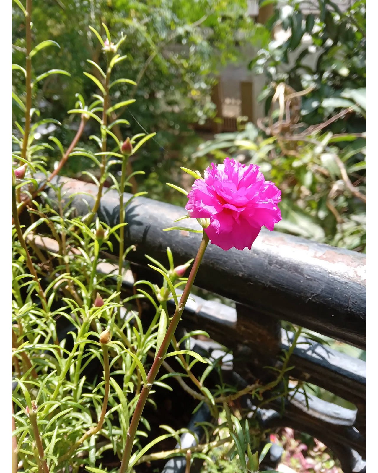 Blooms like clockwork: Tips for thriving table roses in your garden