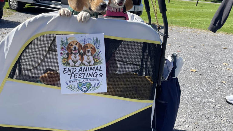 She adopted a lab beagle who'd never played with a toy, and now he's ...