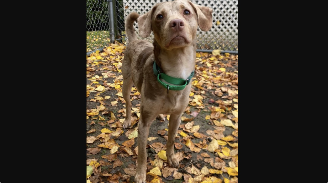 Pip the scared little dog with a big heart is waiting for his safe place