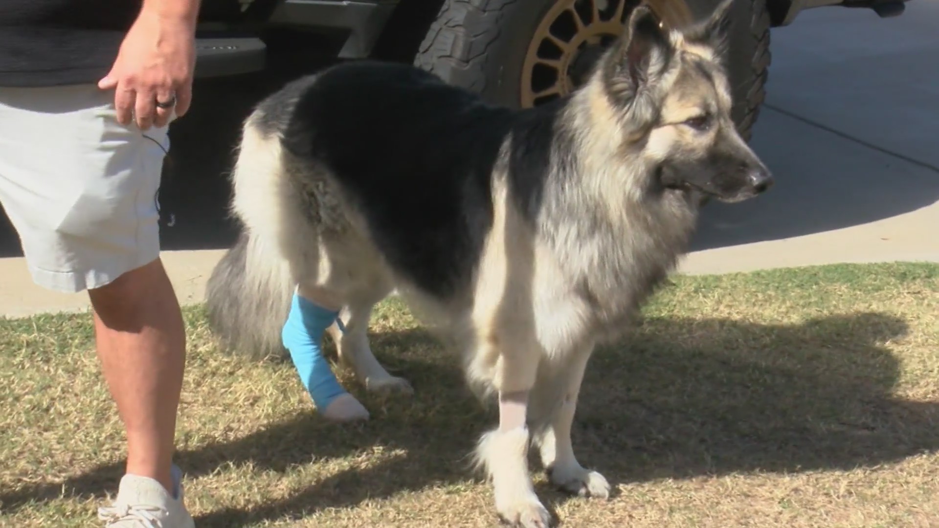 Maumelle man forgives person who shot his dog outside family's home