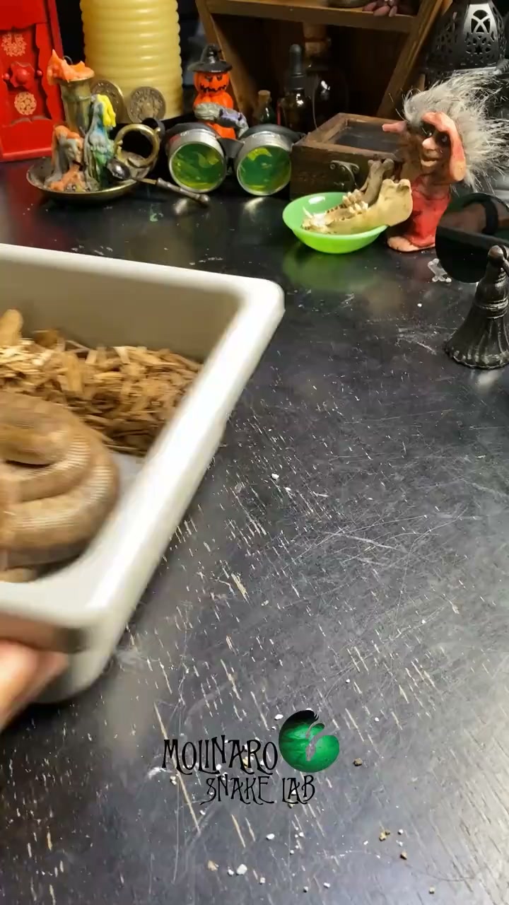 We had to remove a bad egg! Then the rest hatched!