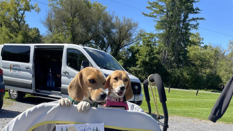 She adopted a lab beagle who'd never played with a toy, and now he's ...