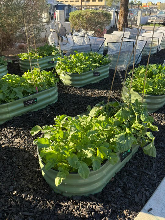 Non-profit homestead serves Las Vegas veterans through connection with ...