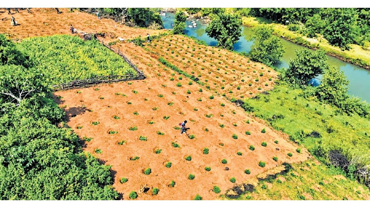 Cannabis plantations spread across 199 acre destroyed in Odisha's ...