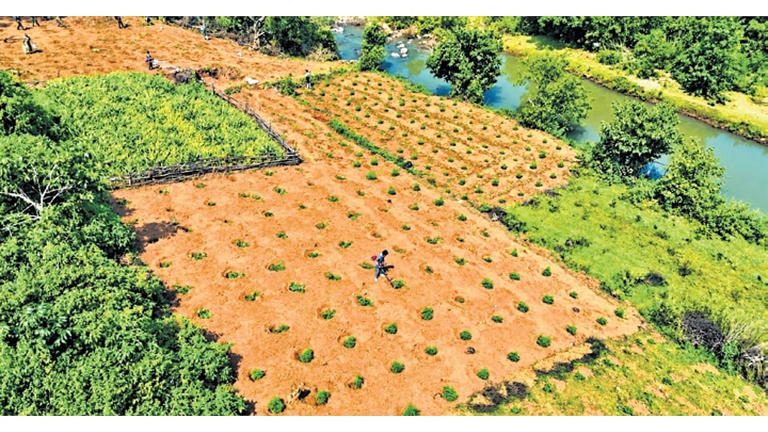 Cannabis plantations spread across 199 acre destroyed in Odisha's ...