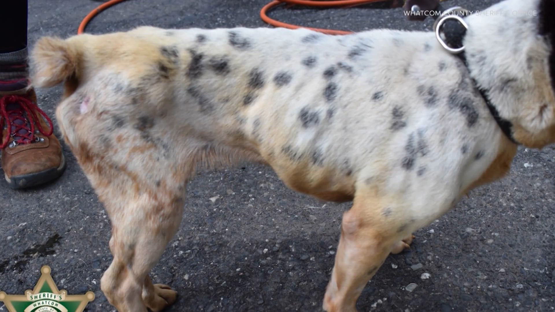 Whatcom 'Pittie Project' founder pleads not guilty to animal cruelty ...