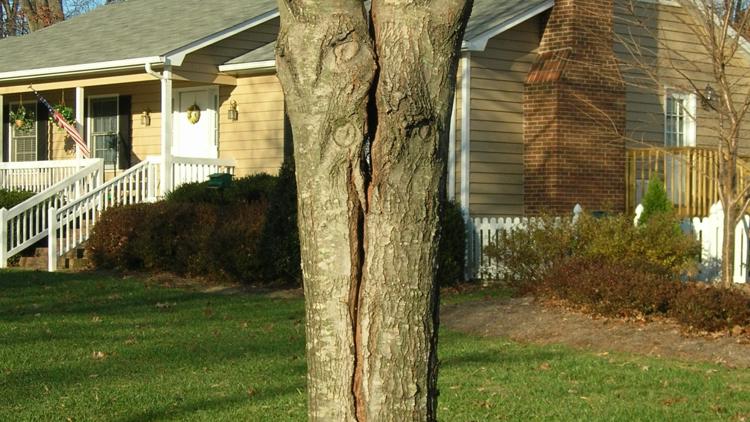 Is your tree secretly dying? Quad Cities arborist warns of 'zombie trees'