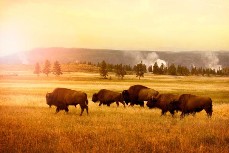 Ted Turner took the cows off his Montana ranch in 1989. Then ...
