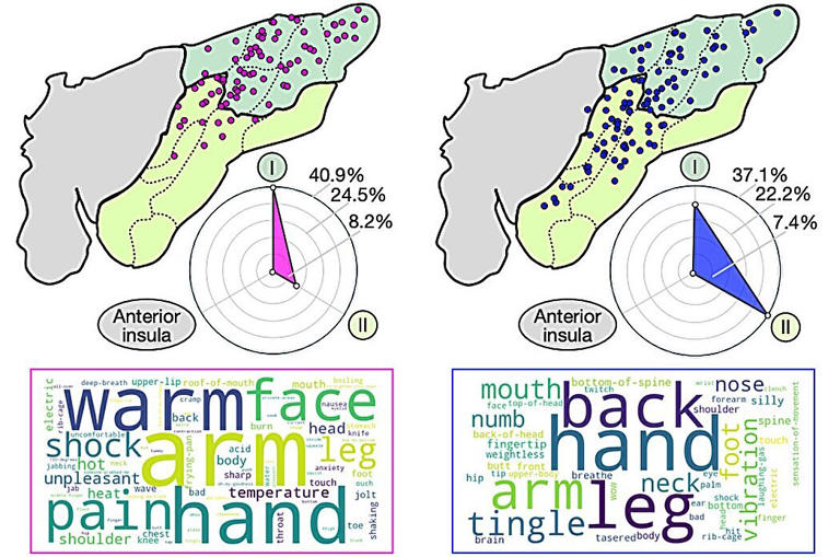 Detailed brain map reveals how the insula shapes bodily sensations and ...