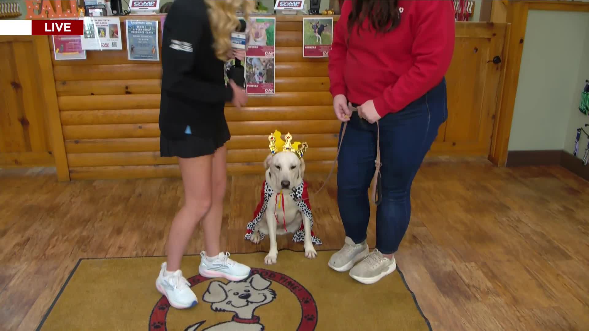 Animal safety for Halloween: what to know from candy to costumes