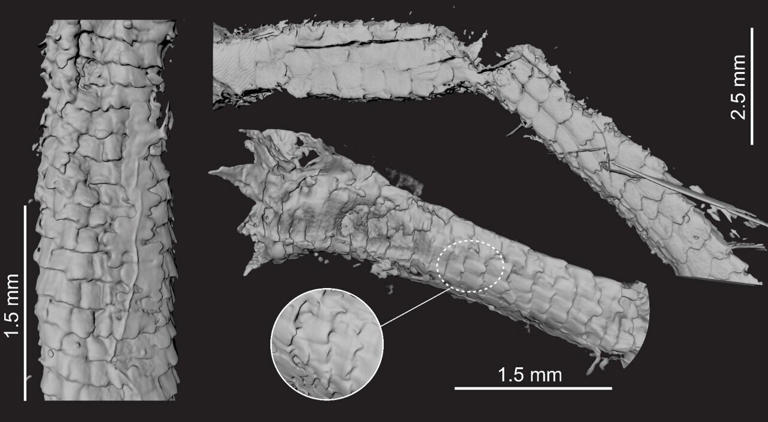 Lizard tail preserved in amber sheds light on a 100-million-year-old ...