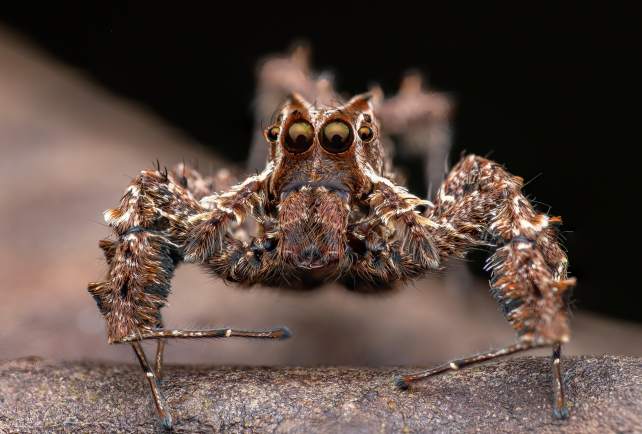 Spiders can rack up REM-like sleep debt (and may even dream), just like ...