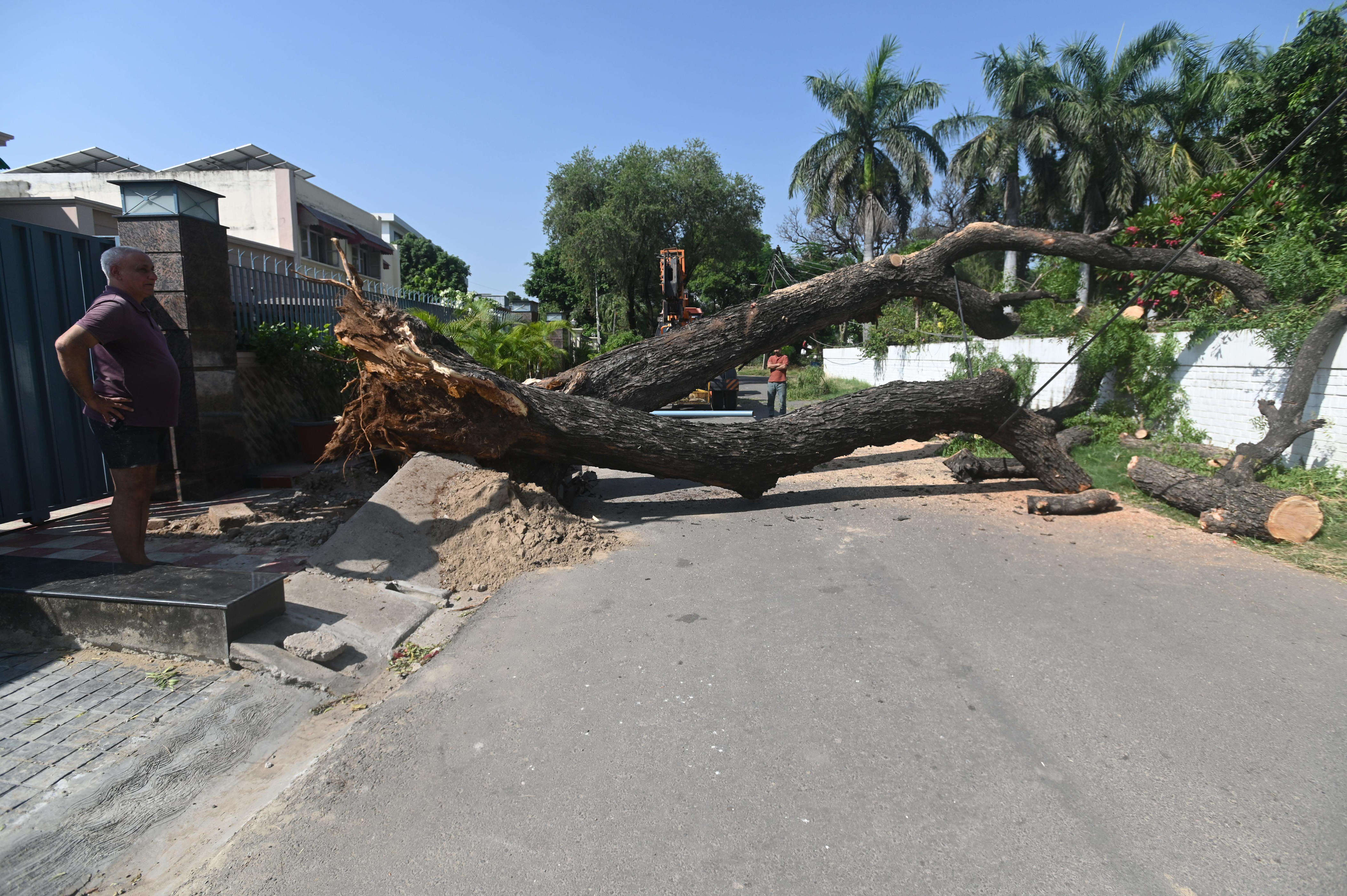 Tree topples, damages vehicles, brings down power poles