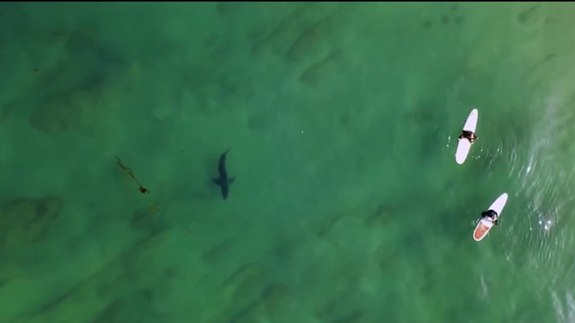 Shark sightings prompt warning at Monterey County beaches