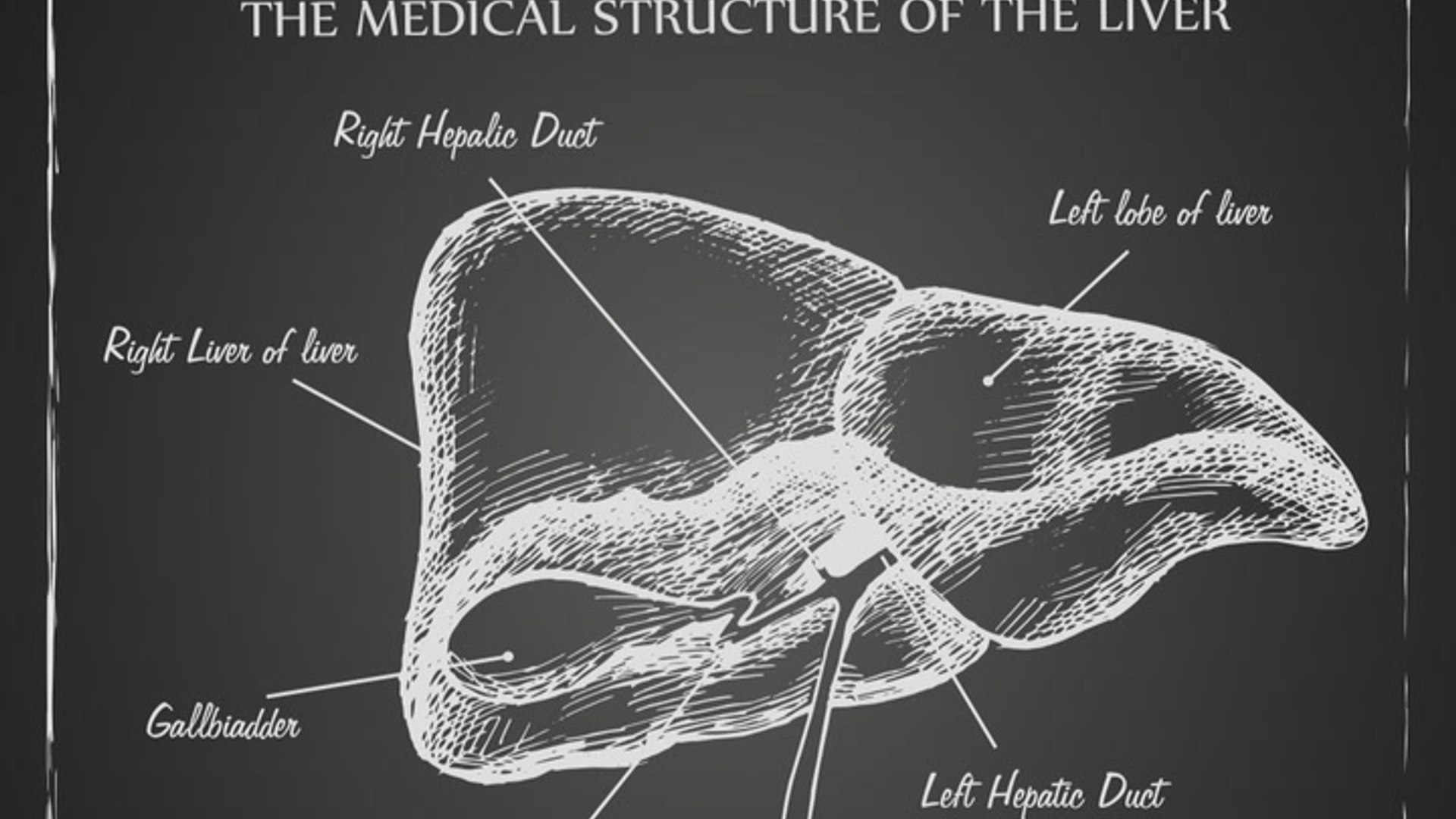 Liver: function, failure & disease