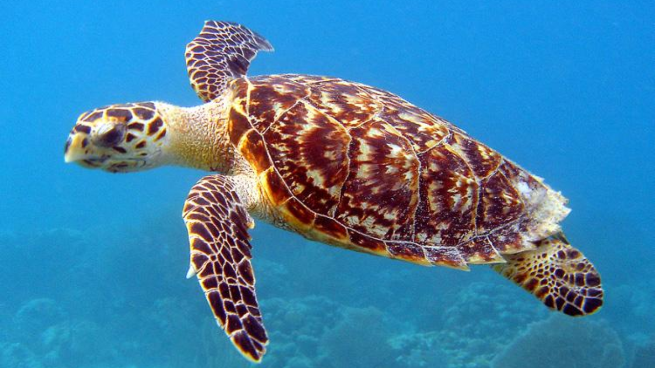 Samoa island sees sea turtles return after invasive animals are removed ...