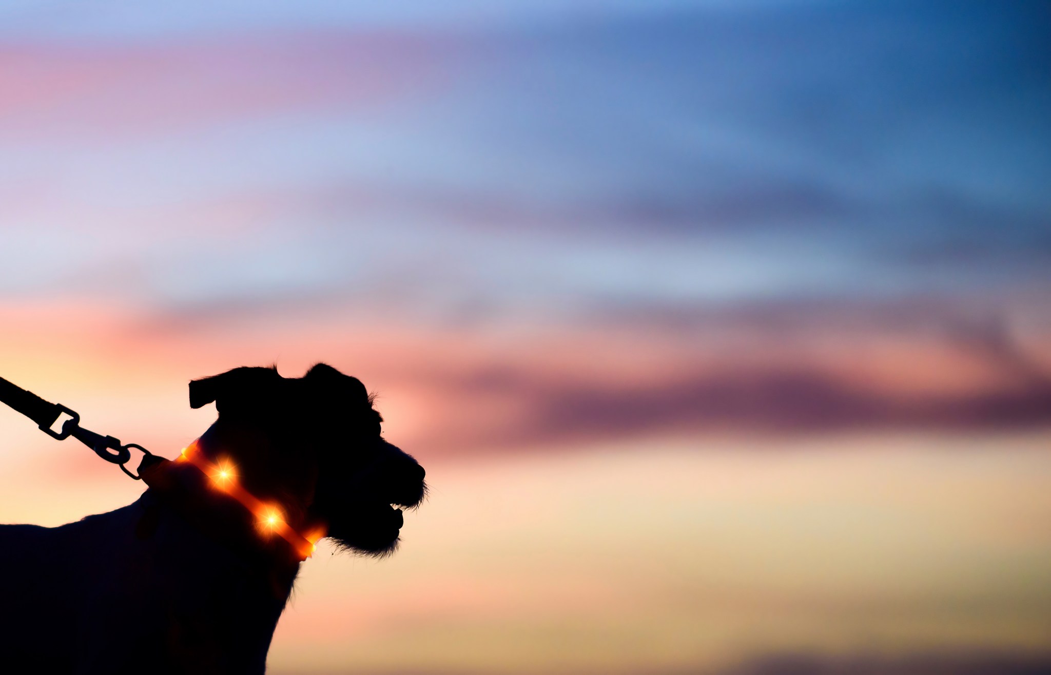 Man says dog stayed by his side through divorce. Then came a night-time ...
