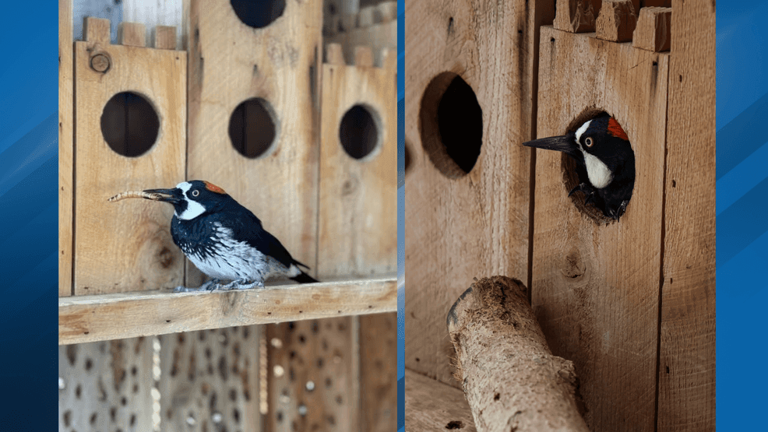 CALM Zoo announce death of Ruby the acorn woodpecker