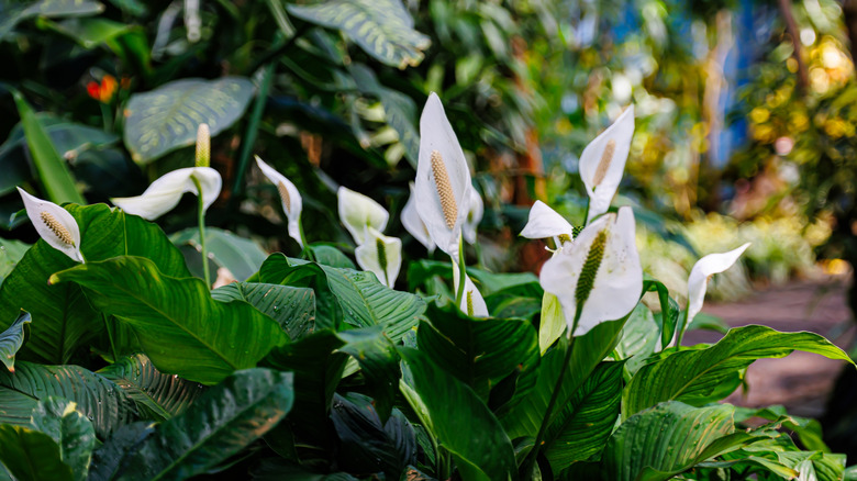 Don't panic if your peace lily grows brown flowers: What it really means