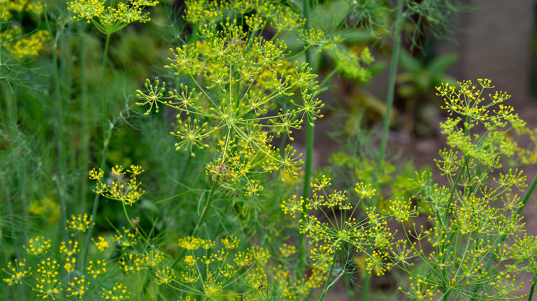 The Common Kitchen Herb That Can Boost Mums When Planted Together