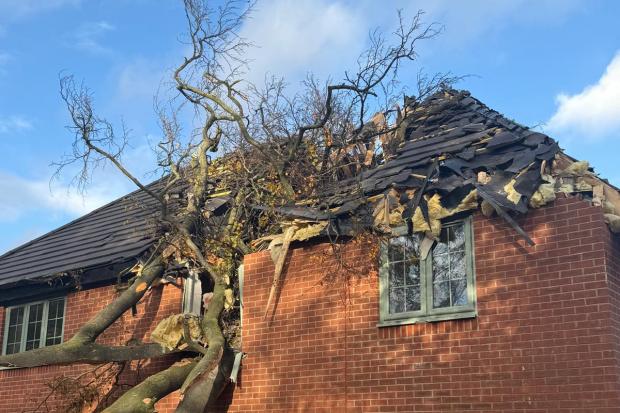 No specific concerns over nearby trees after one smashed £600k ...