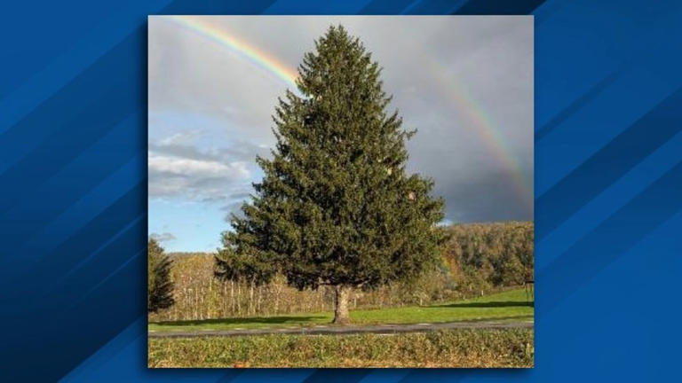 Rockefeller Center Christmas tree to come from upstate NY again