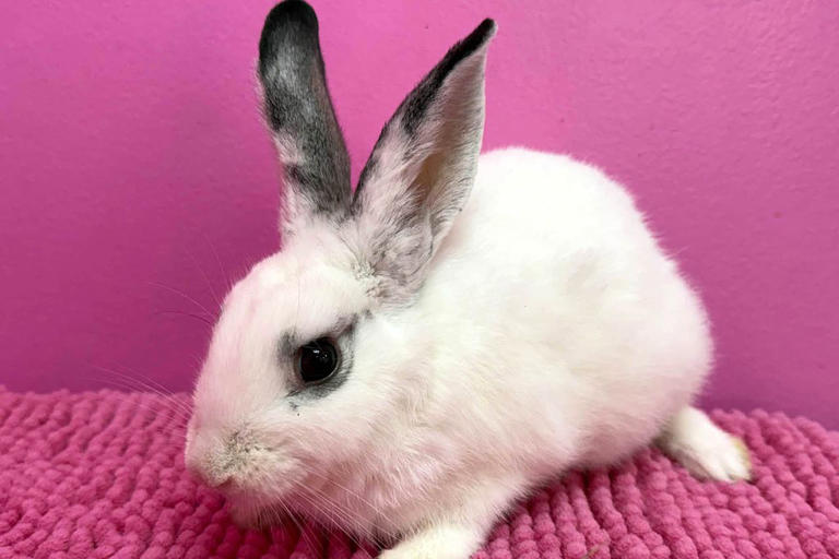 Missouri rescue finds 4 extremely thin bunnies abandoned in a box near ...