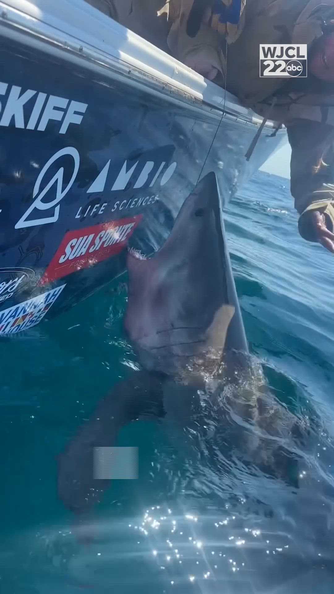 Video: Great white shark lunges at woman reaching to touch it off Tybee ...
