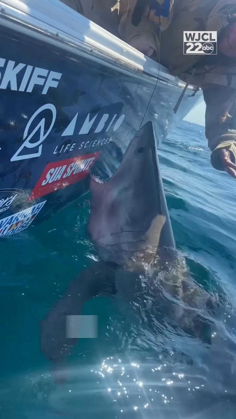 Video: Great white shark lunges at woman reaching to touch it off Tybee ...