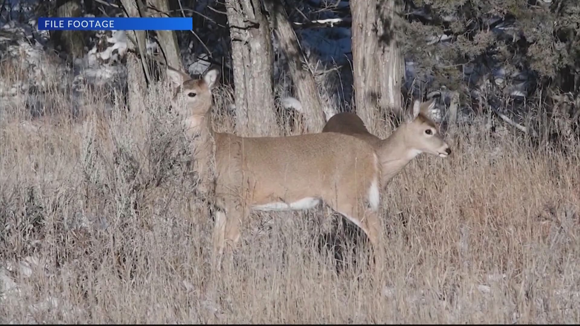 North Dakota urges deer testing to monitor CWD