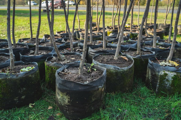 Wichita will help pay for your new tree