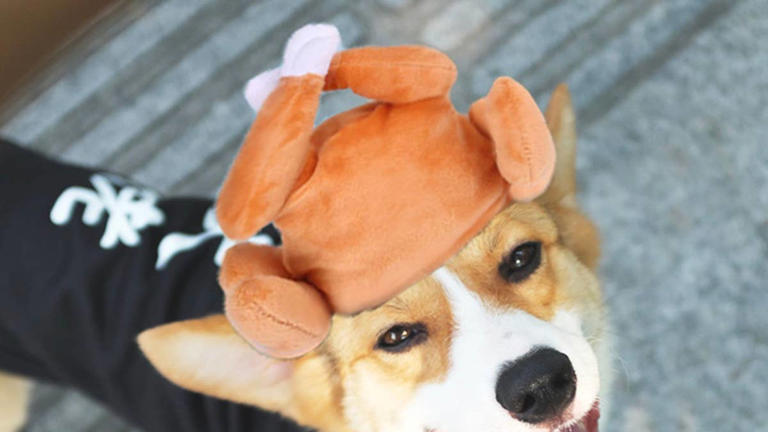 Walmart's $3.59 turkey hat makes your cat look like Thanksgiving dinner