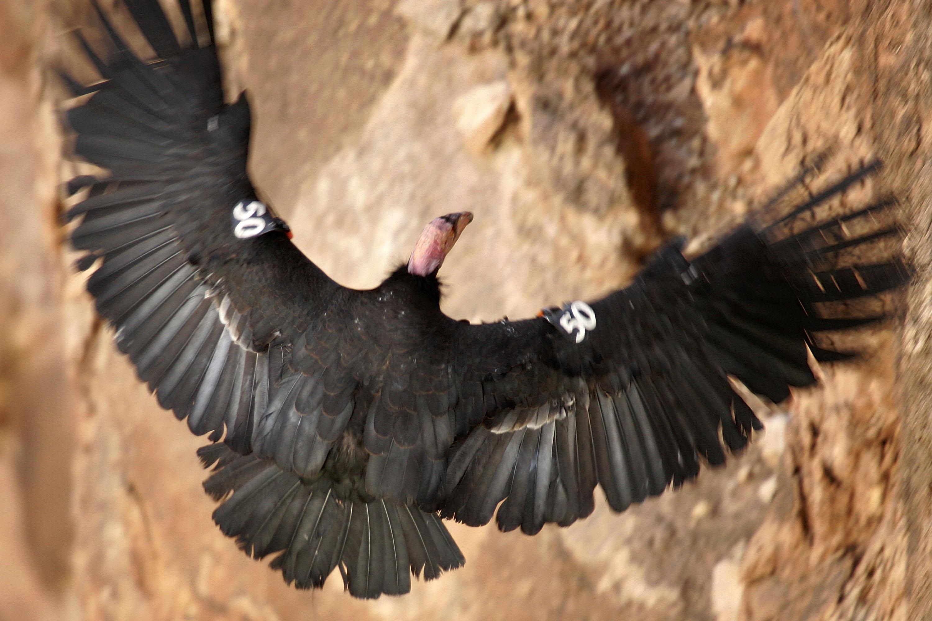 Seven condors released into the wild in Northern California