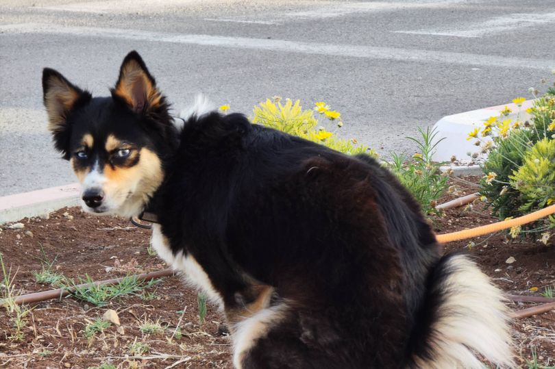 Dogs Trust shares heartwarming thought your pet has when you pick up ...