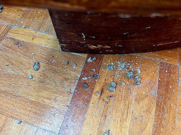 Stop woodlice from invading your home this week with simple solution