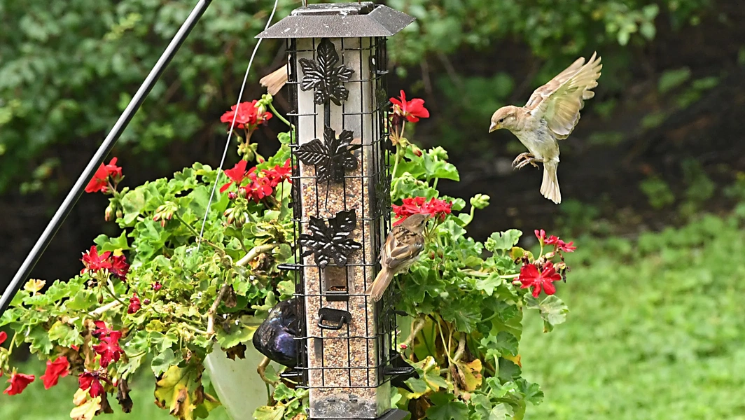 Simple adjustments to attract more birds