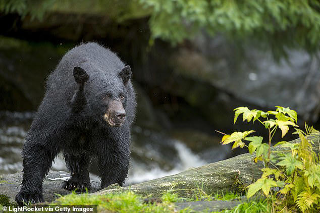 Dog walker badly injured after being pushed to the ground by mother ...