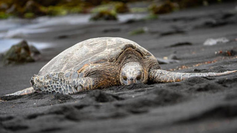 From sacred honu to invasive lizards: These are Hawaiʻi’s reptiles