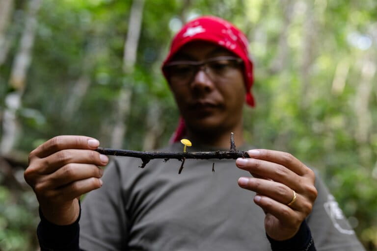 Fungi now have a global conservation strategy