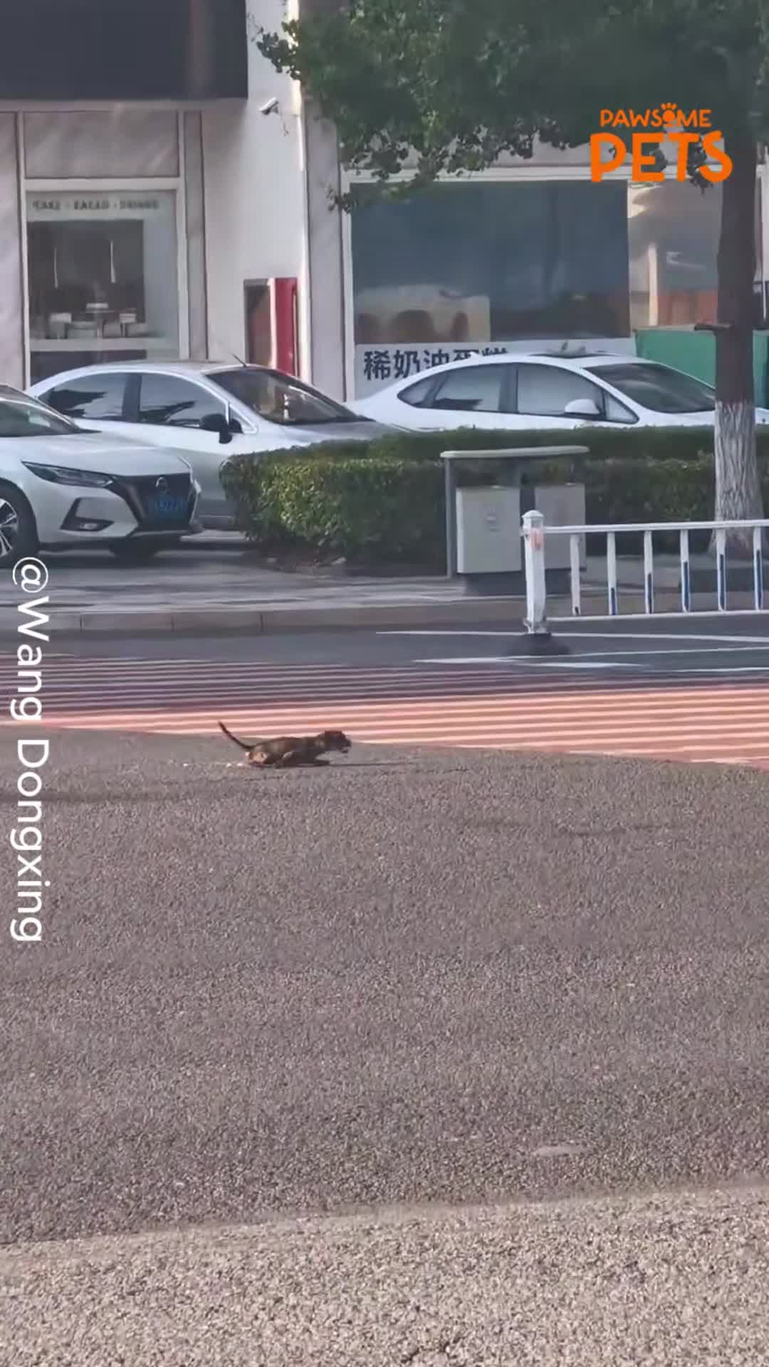 Traffic officer spots injured puppy struggling among passing cars and ...