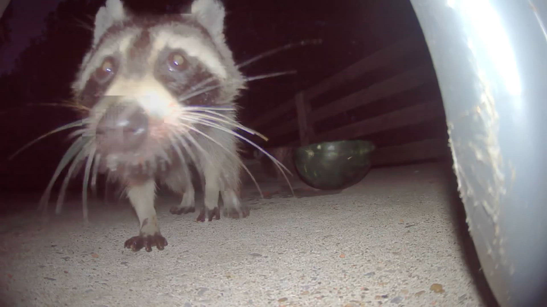 Funny animal fails