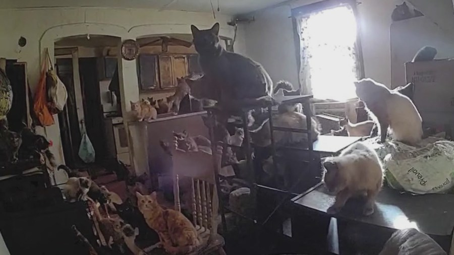 160+ cats rescued; shelter urges adoption