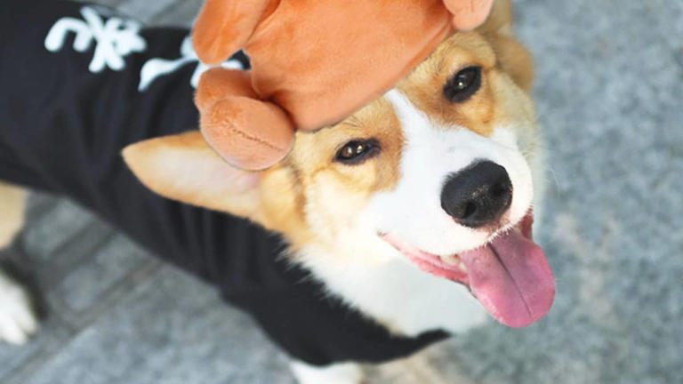 Walmart's $3.59 turkey hat makes your cat look like Thanksgiving dinner