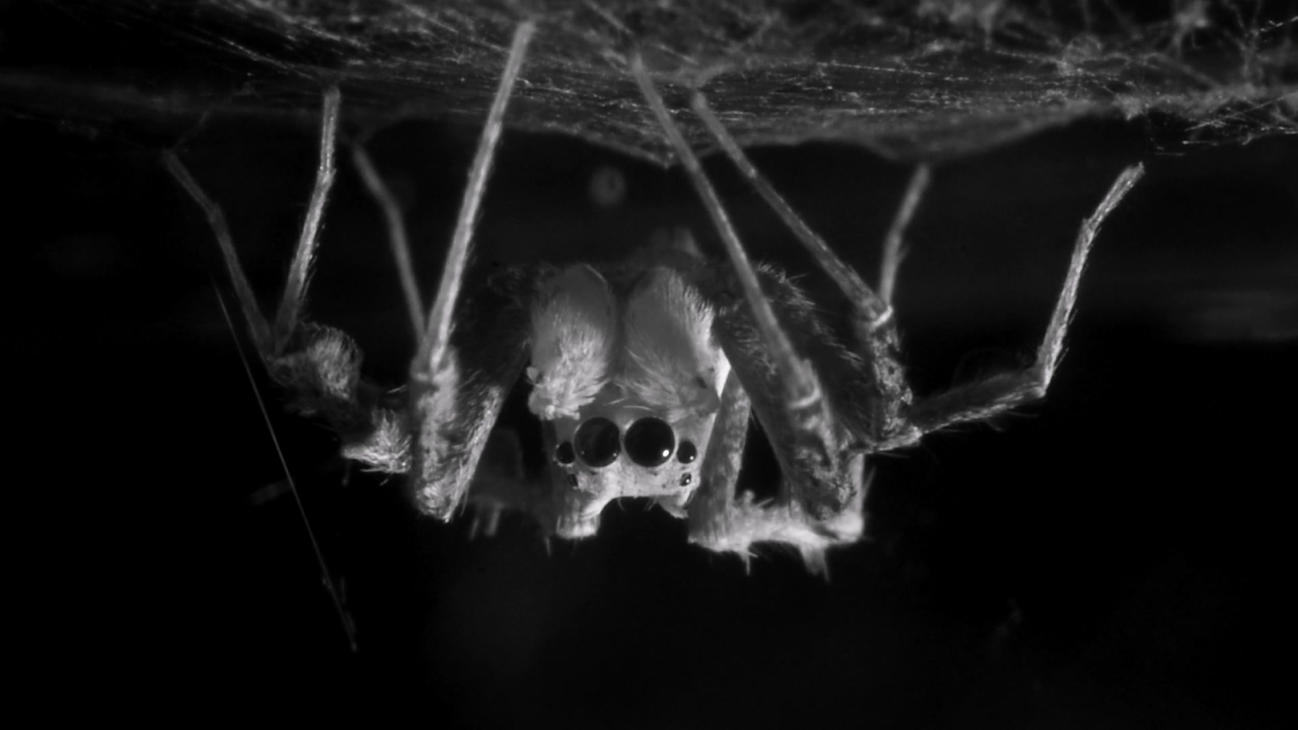 Spiders can rack up REM-like sleep debt (and may even dream), just like ...