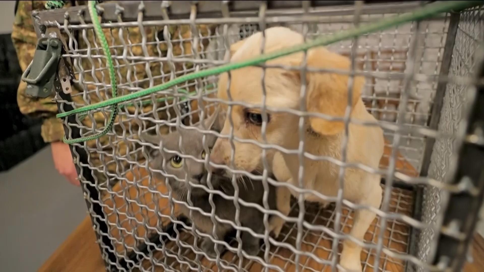 Ukrainian soldiers send adapted cages to Russian-occupied Oleshky to ...