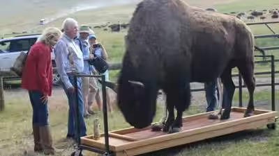 Ted Turner took the cows off his Montana ranch in 1989. Then ...